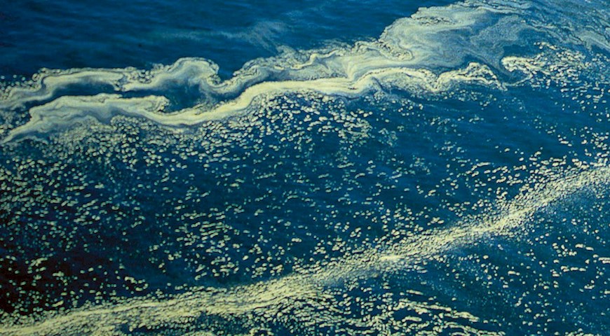 Cyanobakterier i Östersjön